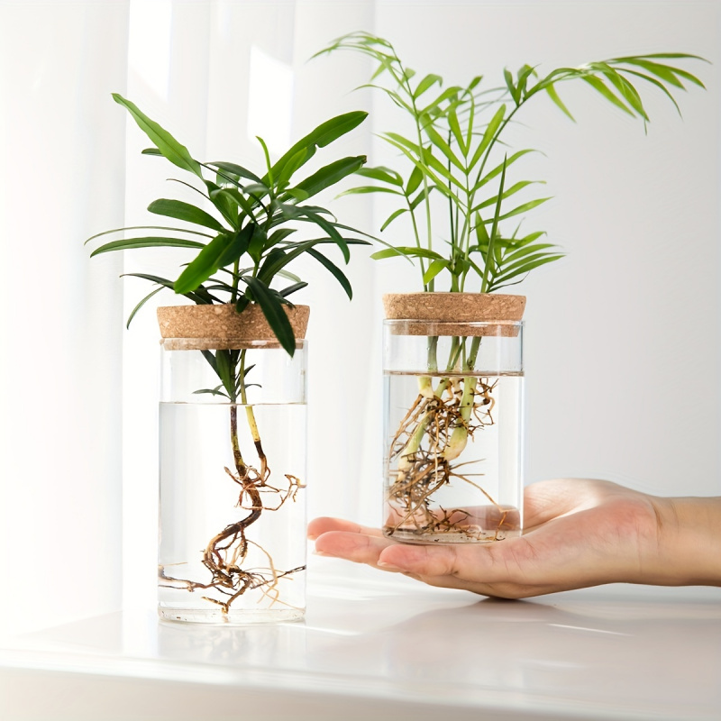 Plant Growth Regulator - 家の装飾のための水耕植物の花瓶、デスクトップガラスプランター、植物の繁殖ステーション、花瓶のつぼみ、1個