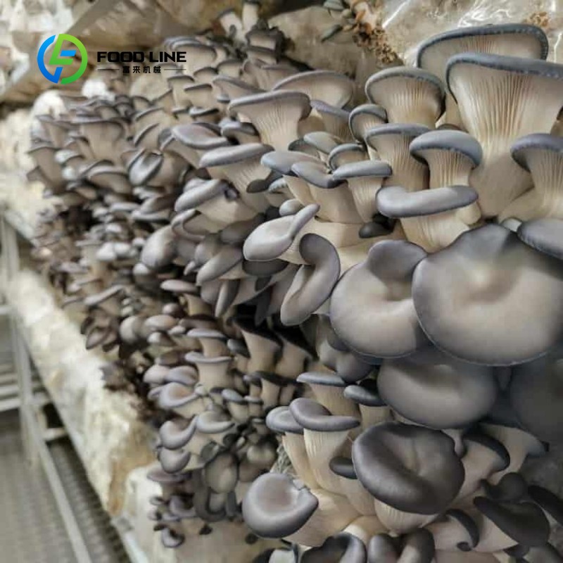 モジュール式コンテナ農場による屋内農業、都市農業、水耕栽培葉 - Vertical Farming Urban Agriculture のレビューと価格