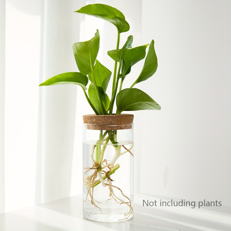 家の装飾のための水耕植物の花瓶、デスクトップガラスプランター - Plant Growth Regulator のレビューと価格