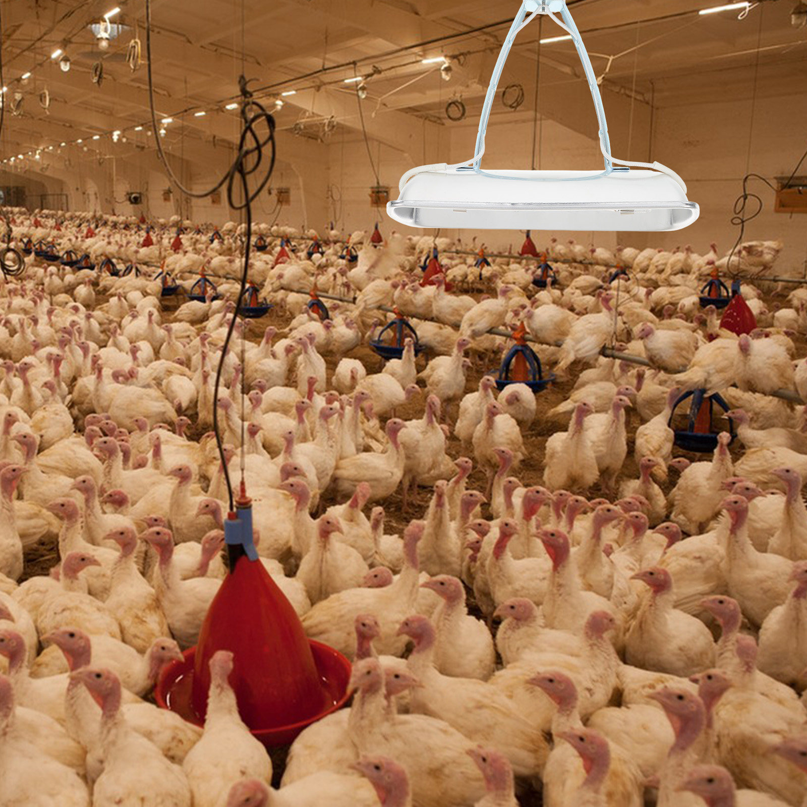 養豚場用保温ランプ、鶏舎用ヒーター、E27電球、安全な過熱保 - Farming A のレビューと価格
